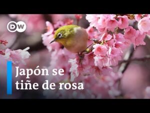 Descubre la Flor Más Popular de Japón: ¿Cómo se llama?