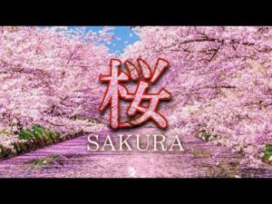Cuándo florecen los sakura en Japón: Fechas y consejos